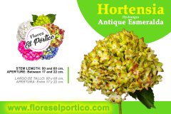 Hortensia01-AntiqueEsmeralda