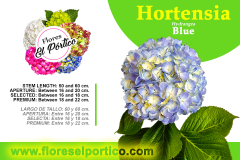 Hortensia02-Blue