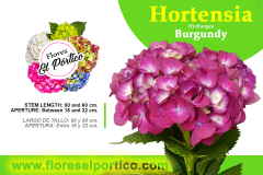 Hortensia03-Burgundy