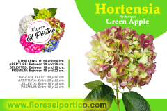 Hortensia04-GreenApple