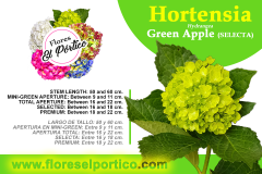 Hortensia05-GreenApple-SELECTA