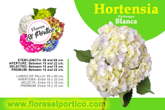 Hortensia06-Blanca