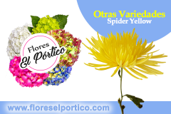 Otras010-SpiderYellow