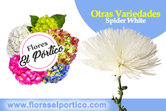 Otras09-SpiderWhite